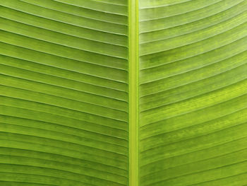 Full frame shot of palm leaves