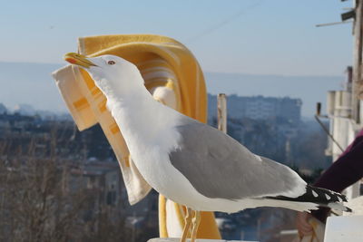 Close-up of seagull perching outdoors