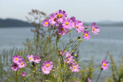 Close-up of pink cosmos flowers blooming against sea