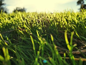 Close-up of wet grassy field