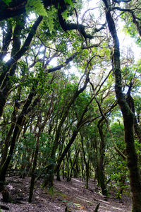 Trees growing in forest