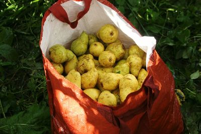 High angle view of fruits