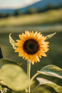 Close-up of sunflower