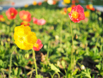 Close-up of yellow flowering plant