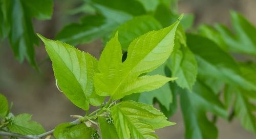 Close-up of green leaves on plant