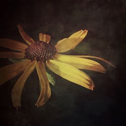 Close-up of flower over black background