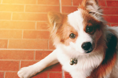 Close-up portrait of dog on floor