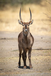 Male common waterbuck stands squinting towards camera