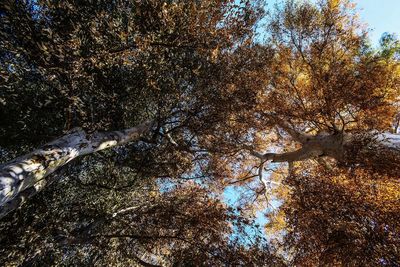 Low angle view of trees in forest during autumn