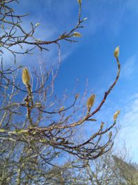 Low angle view of twigs against sky