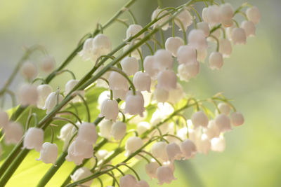 Close-up of white flowering plant