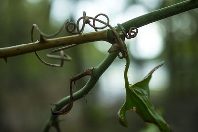 Close-up of plant