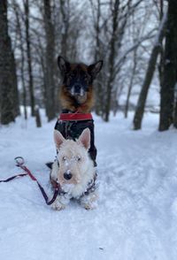 Dog running on snow covered field