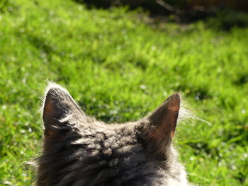 Close-up of cat on field