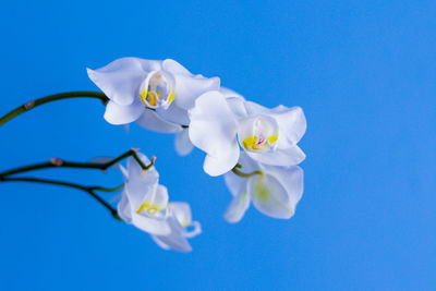 Low angle view of white flowers against blue sky