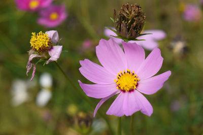 Pink cosmos flowers. close-up of purple flowering plant on field.