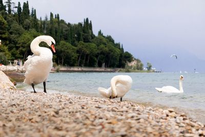 Seagulls on a lake