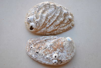 Close-up of seashell
