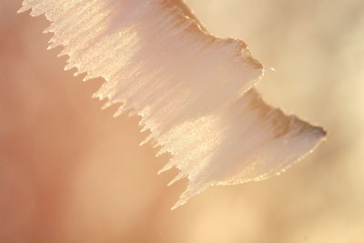 Close-up of ice