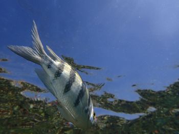 Close-up of tropical fish swimming in sea