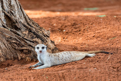 Side view of lizard on land