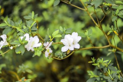 Close-up of white flowering plant