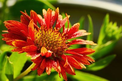 Close-up of red flowers