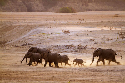 Elephants walking on land