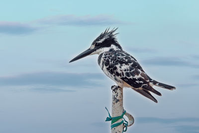 Close-up of bird perching on wood against sky