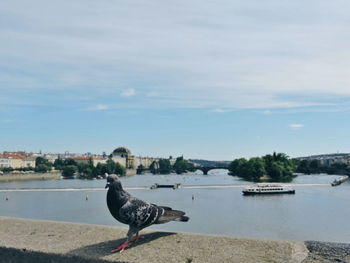 Seagull perching on boat in sea