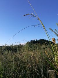 Plants on field against clear blue sky