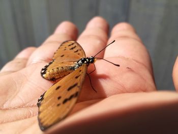 Close-up of butterfly on hand