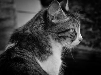 Close-up of a cat looking away