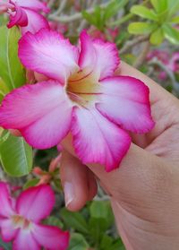 Close-up of pink flower