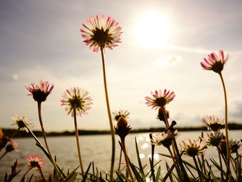 Flowers blooming by lake against sky