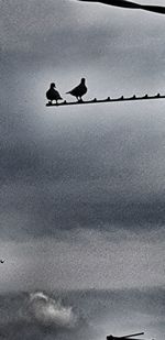 Low angle view of birds perching on metal against sky