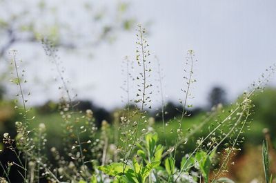 Close-up of plants growing on field against sky