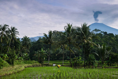 Volcanic eruption of slamet mountain view from paddy field with farming activity at field