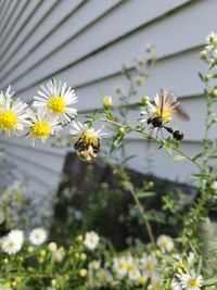 Close-up of bee on yellow flowers