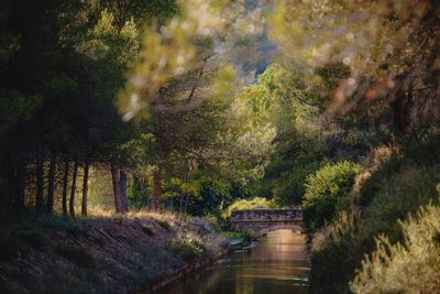 Scenic view of river amidst trees in forest