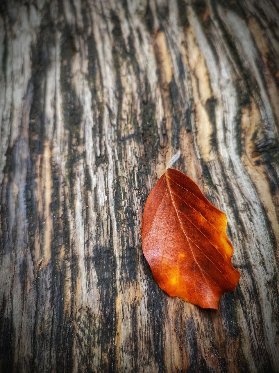 tree, leaf, close-up, plant part, nature, macro photography, wood, autumn, no people, textured, dry, plant, orange color, pattern, brown, day, outdoors, flower, trunk, branch, falling, tree trunk, beauty in nature, fragility, bark, rough, high angle view, selective focus, focus on foreground, leaf vein, natural condition, red