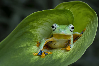 Close-up of frog on leaf