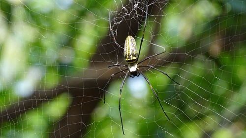 Close-up of spider on web