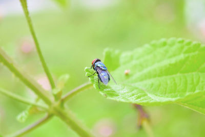 Close-up of insect on leaf