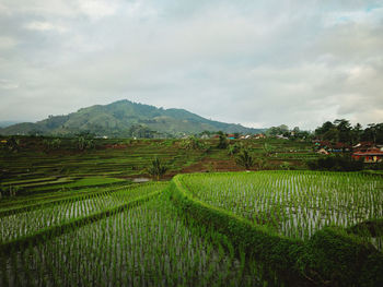 Scenic view of agricultural field against sky