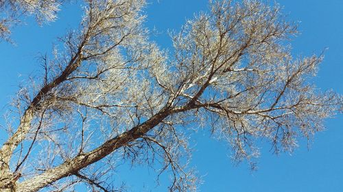 Low angle view of tree against clear sky