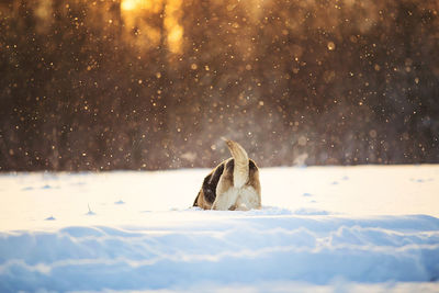 View of an animal on snow covered landscape