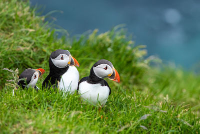 View of birds on grass