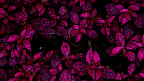 Full frame shot of pink flowers in market