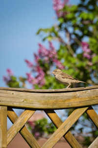 Low angle view of bird perching on wooden fence